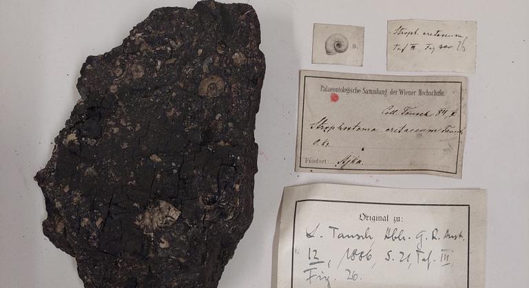 Felbecsülhetetlen értékű bakonyi kövületgyűjtemény került elő Bécsben