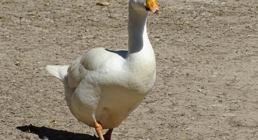 Tombol a horrorvírus Nógrád vármegyében