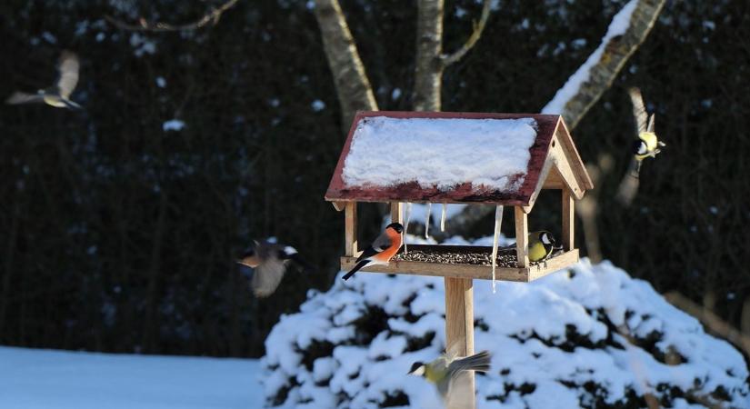 Cinege vs. verebek: mitől lesz „egyensúly” az etetőnél?