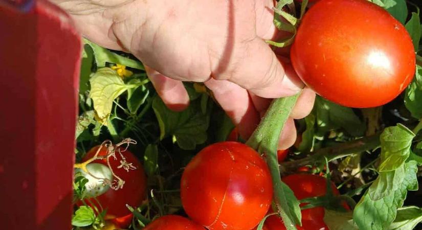 Zárszámadás 2025 - Mit hozhat az idei, 2026-os esztendő? Évértékelő a Pro Agri falugazdászaival