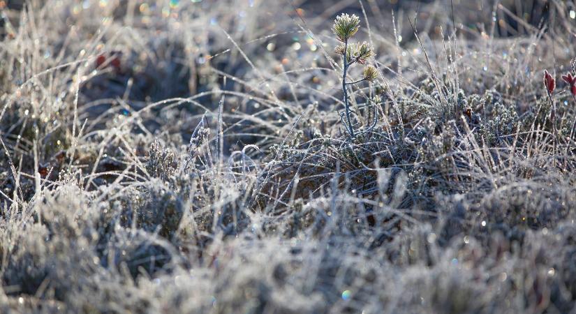 Hasznos volt a fagy a konyhakertek számára