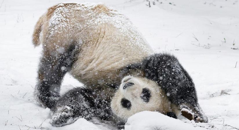 Panda-kalandok Bécsben: így játszanak az állatkerti hóban - videó