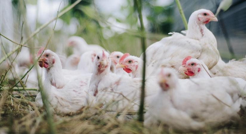 2025 a baromfi éve volt?