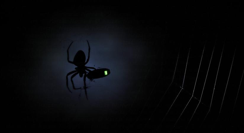 Természetfotós siker Franciaországban: Kaszás Norbert újabb nemzetközi díjat nyert