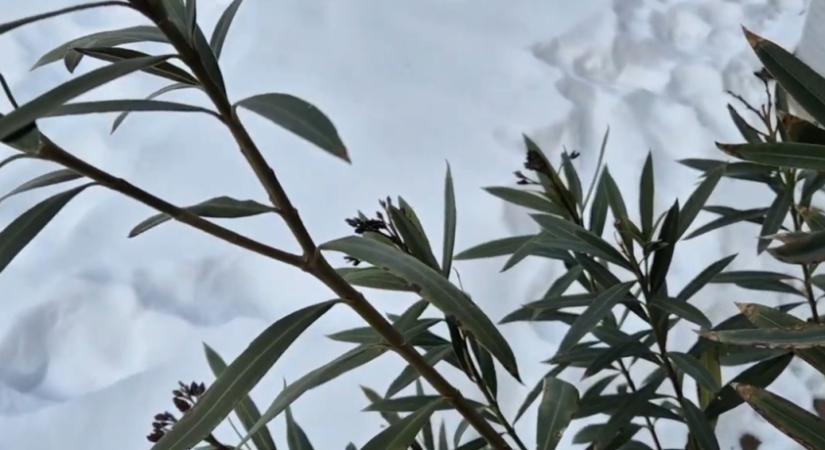 Hó és hideg - megnéztük, mennyire bírta a leander