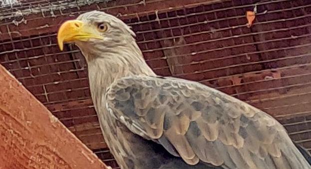 Pénteken kezdődik a 23. Országos Sasszinkron