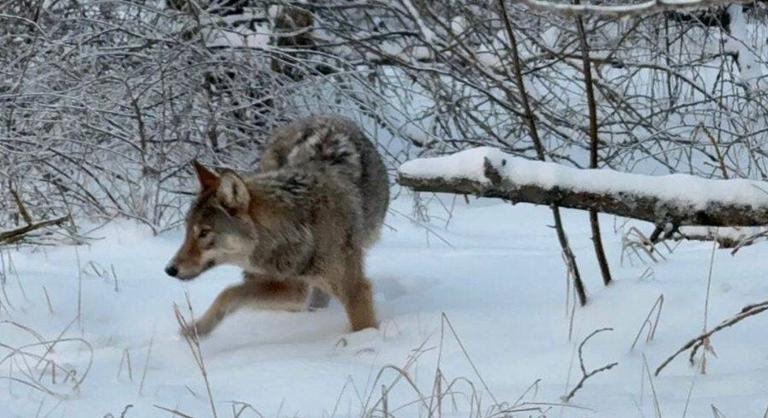Rejtélyes farkas tűnt fel a csernobili veszélyzónában