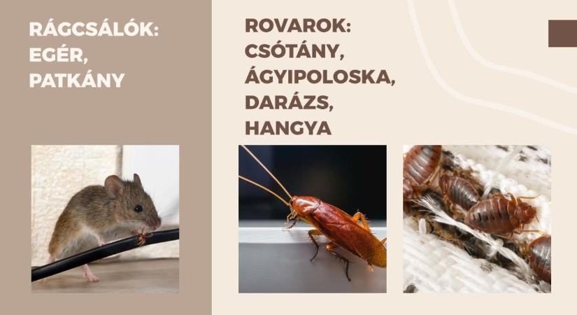 Poloskát, csótányt, patkányt kell irtani? Kevesen tudják, de kérhető anyagi segítség a kártevők elleni harchoz