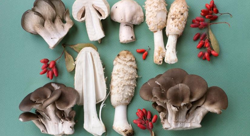 Meglepő győztes, íme Magyarország Év gombája 2026-ban: ezt érdemes tudni róla