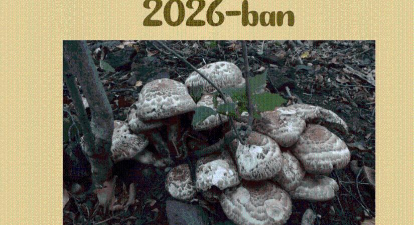 Csoportos csiperke lett Magyarország Év Gombája 2026-ban