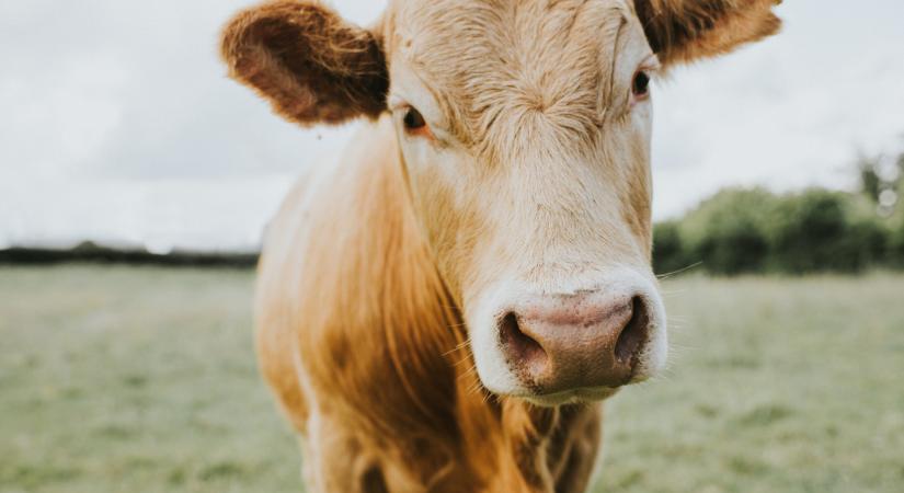 Példátlan döntésre kényszerültek Párizsban