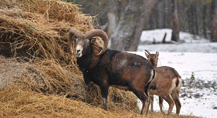 A vadak bírják a hideget, csak ónos eső ne jöjjön a hó tetejére