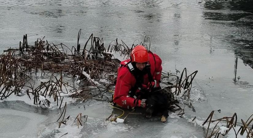 Kutyát mentettek Nagyváradon a jeges Sebes-Körösből