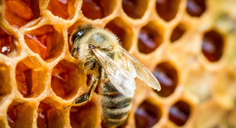 Átverés a természet nevében: Erre használják valójában a méhmérget