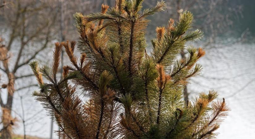 Örökzöldek barnulása télen – 4 ok, ami januárban is javítható