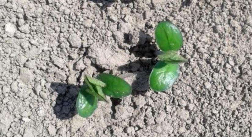 Egyedülálló, komplex megoldások a gyomszabályozására a klímaváltozás tükrében