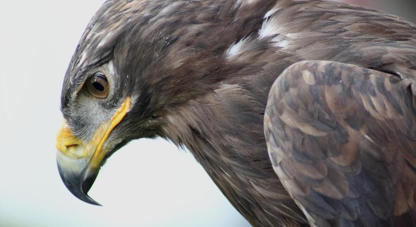 Indul a 23. Országos Sasszinkron