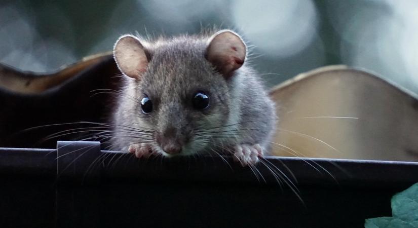 A rágcsálók téli beszivárgása: 5 jel a tárolóban, amit nem veszel észre