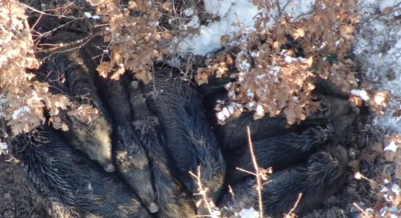 Napi cukiság: anyjukhoz kucorognak az aprócska vaddisznók a hideg elől