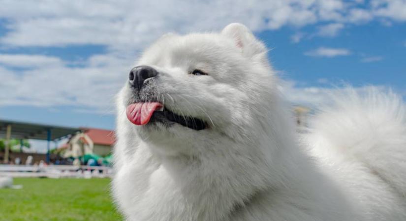 Citromot adtak a 3 hónapos kölyökkutyának: elolvadsz, olyan cuki