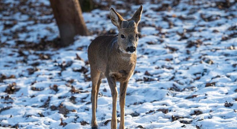 Váratlan vendéget videóztak le a hatvani Penny mellett – őzike az utcán