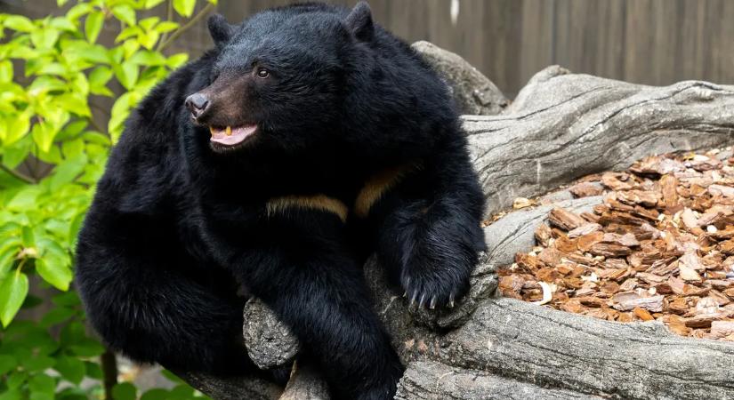 Hihetetlen: minden óvintézkedés kevés volt, negyedszer is rabolt a medve