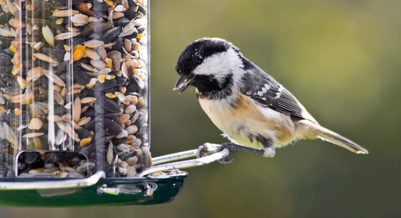 Tudod segíteni a madarakat a kemény fagyban, de ezeket tilos nekik adni ilyenkor