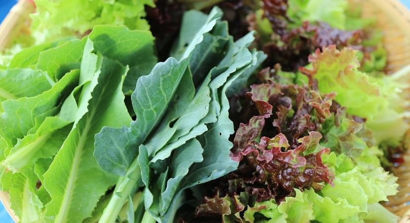 Fóliában telelő zöldek: a januári fényhiány 3 tünete