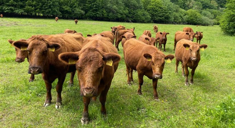 Veszélyes járvány ütötte fel a fejét a szomszédunkban