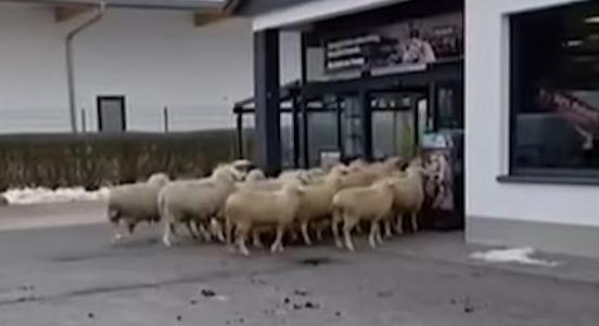 50 birka kalandja a diszkontáruházban – A nap videója