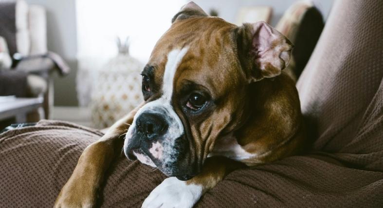 Ez a 7 legbarátságosabb kutyafajta – ha családtagot keresel, nem csak házőrzőt