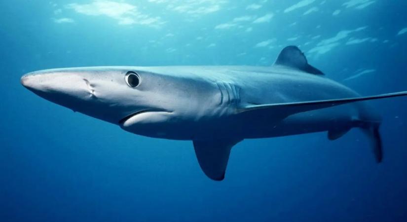 Amerikai turista halt meg cápatámadásban a Virgin-szigeteken