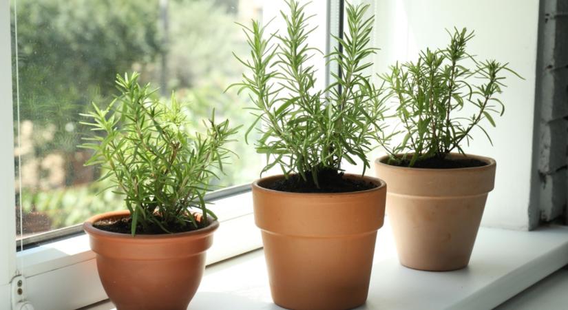 Ez elképesztő! Ezért éri meg télen rozmaringot tartani az ablakodban!