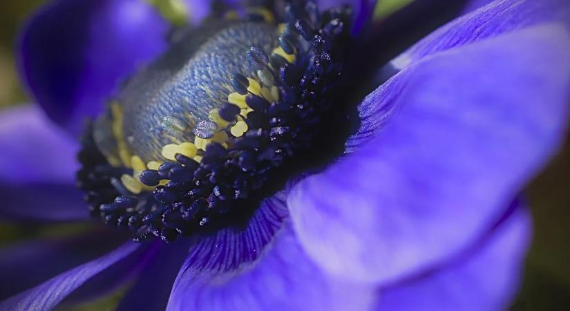 Gyömbér allergia tünetei és felismerésük a mindennapokban