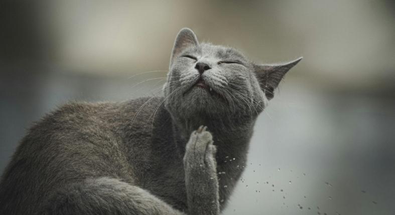 Miért vakarja a macska a fülét? Nem mindig ártatlan szokás