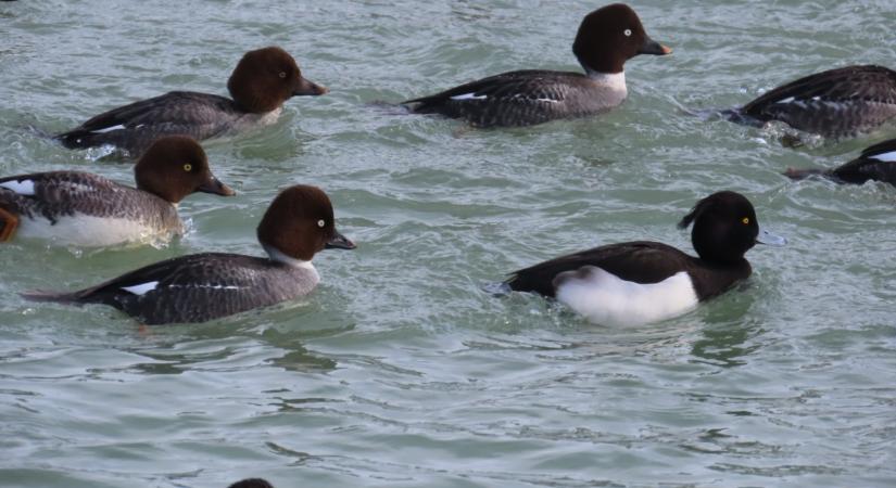 Különös jelenség a Balatonnál