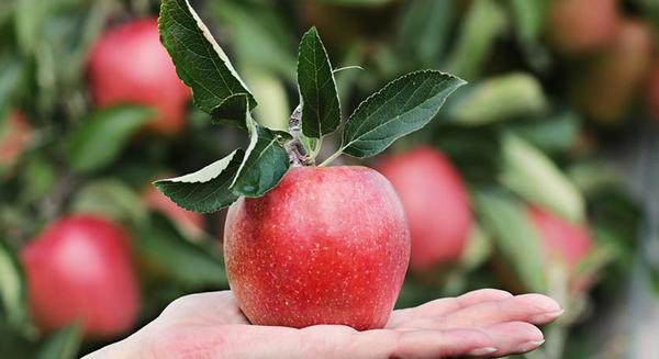 Ezért érdemes több bioélelmiszert fogyasztani