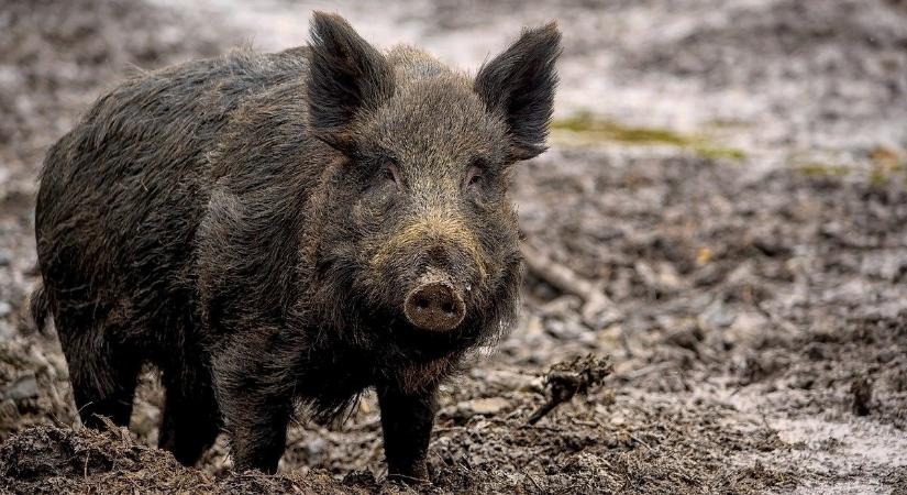 Vaddisznócsalád masírozott a Balatonnál, nagy volt az ijedtség – videó