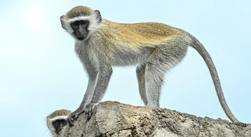 Elszabadult majomcsapat tart rettegésben egy várost