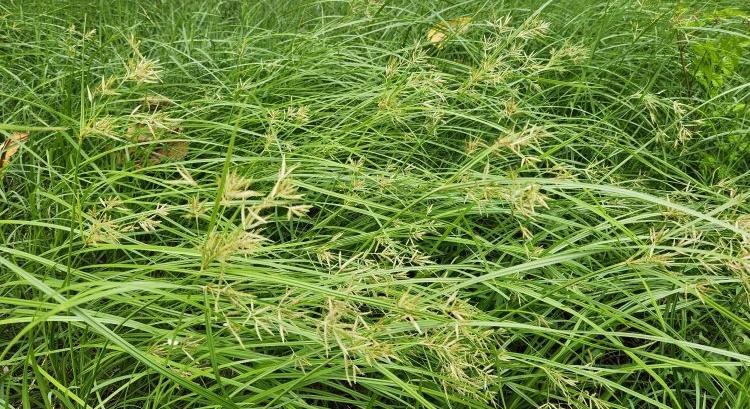 Már a kemény mínuszokat is bírja ez az invazív gyomnövény