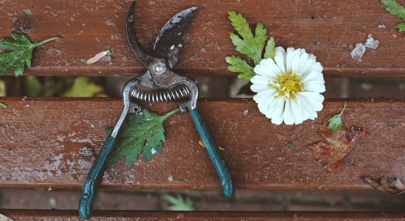 Milyen szempontok alapján válasszunk metszőollót?