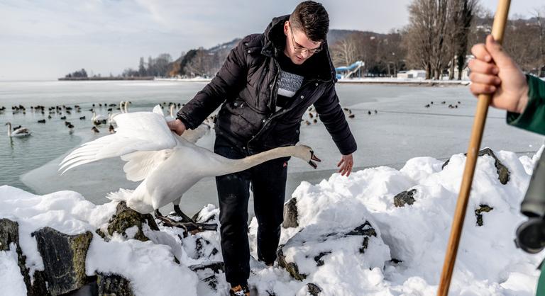 Földre teperte a hattyút az ornitológus, mögötte ragyogott a befagyott Balaton
