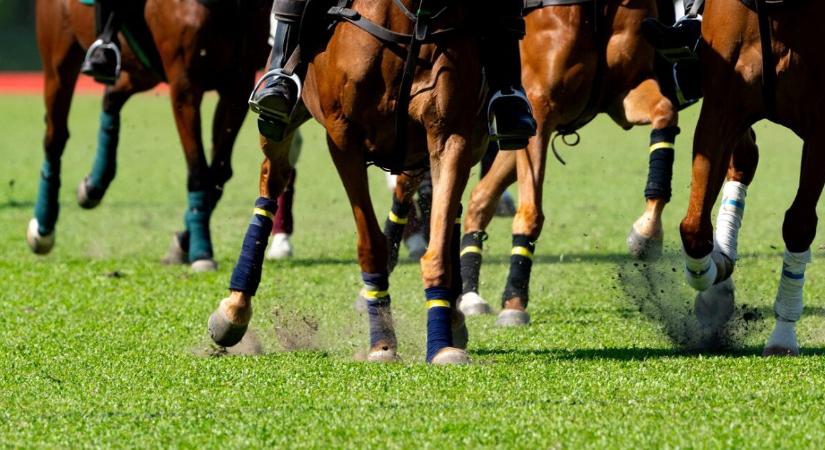 Rendkívül tragikus nap a lósportban – három ló is elpusztult a versenynapon