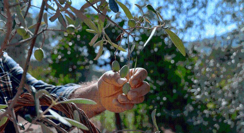 Miért tesz jobb vezetővé, ha olajbogyót szüretelsz? – Vagy bármi, ami NEM a munkád