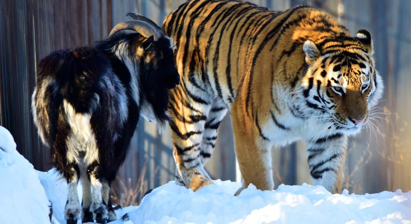 Amur és Timur: a kecskét prédaként helyezték be a tigrishez, de ők inkább barátok lettek