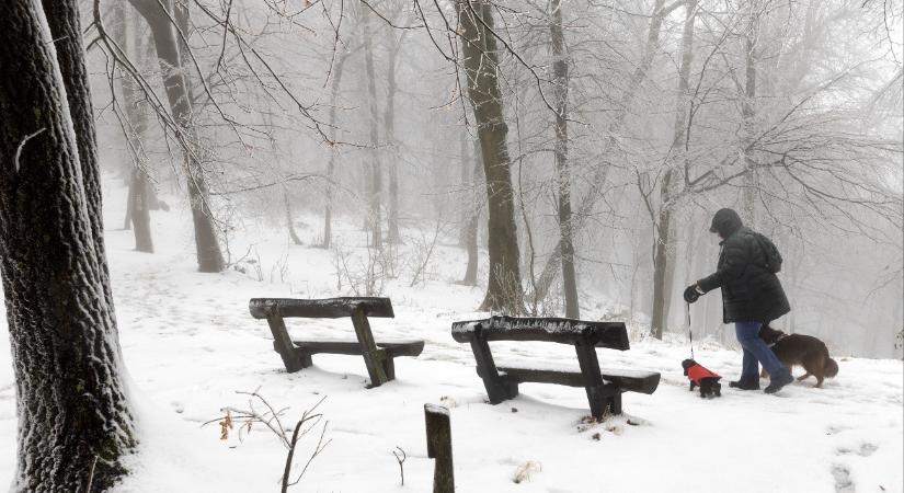 Kutyák télen – Sajnos nem elég a hőmérsékletre figyelni