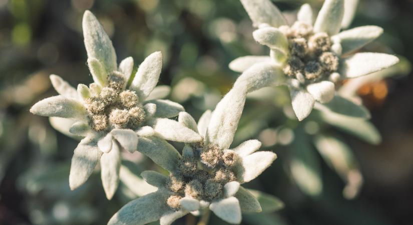 A szerelem, a tisztaság és a bátorság virága