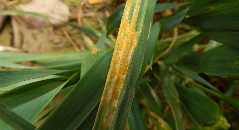 Lesz-e idén sárgarozsda? Meglepő válasz 2026-ra