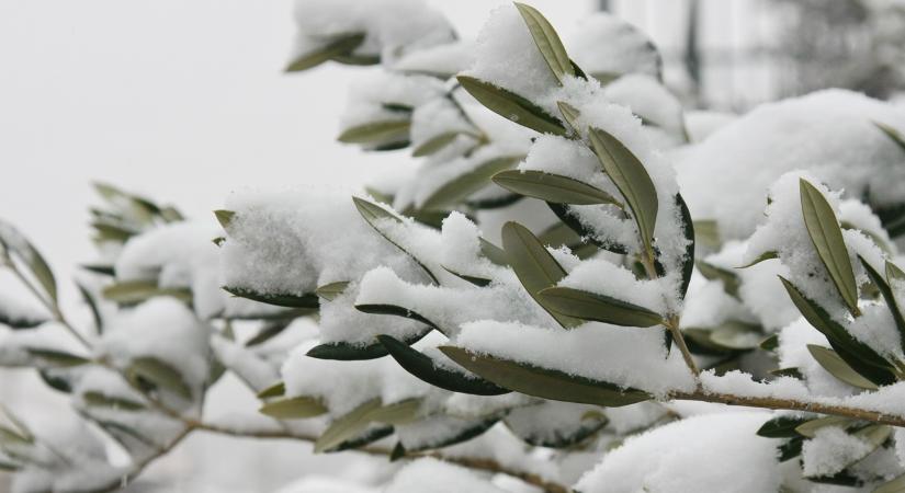 A legvadabb mínuszokban edződnek a kajárpéci olajfák