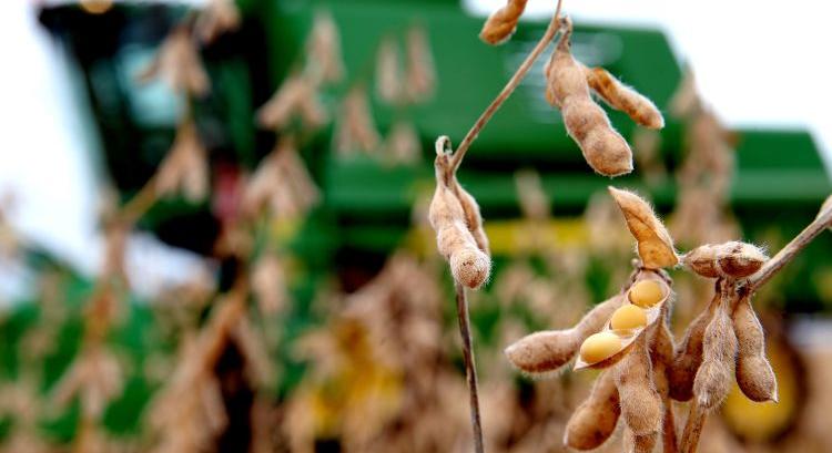 A brazil szója a startvonalon, Argentína felkészül